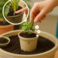 Plant Growth Fertilizer Sticks Buy 1 Get 1